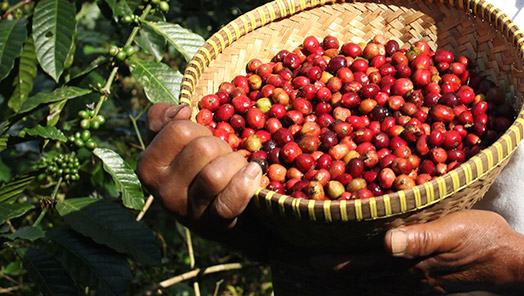 Productie en vervaardiging van groene koffie